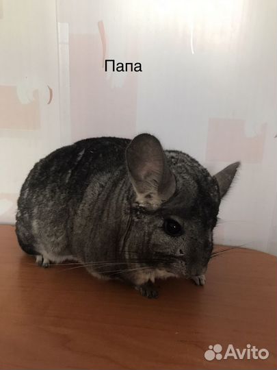 Семья шиншилл