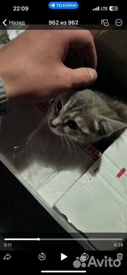 Котенок в добрые руки