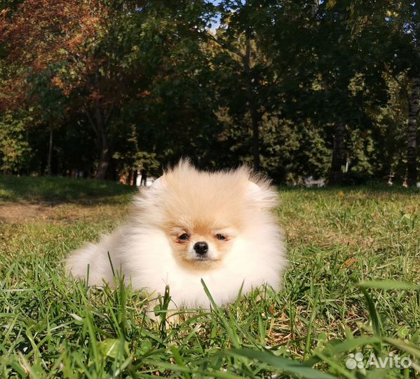 Супер микро-шпиц