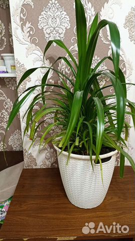 Комнатные цветы панданус
