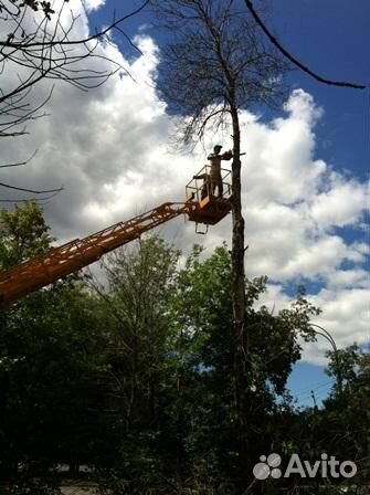 Спил деревьев