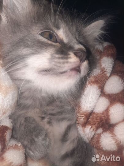 Кошка в дар