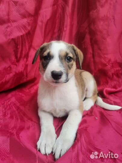 Очаровательный щенок Девочка