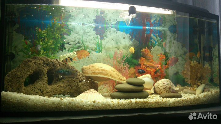 Аквариум