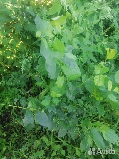 Саженцы вишни