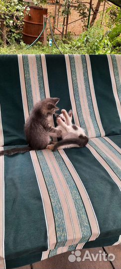 Котенок ищет дом