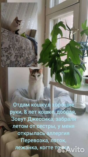 Кошки