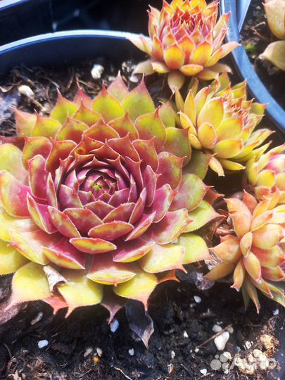 Молодило каменная роза