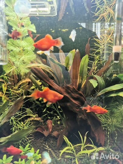 Пецилия редиска, красная, гуппи