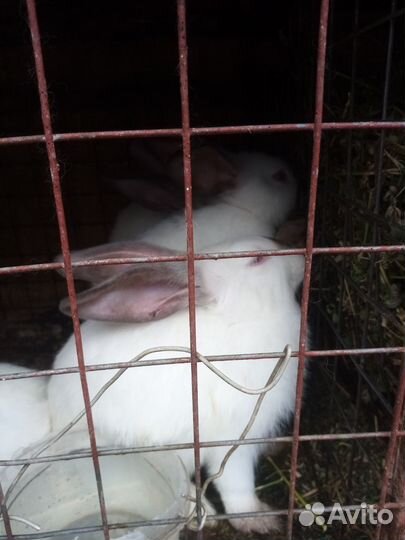 Кролики породы фландр и колифорнийский