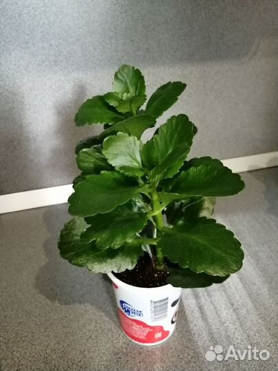 Комнатные растения