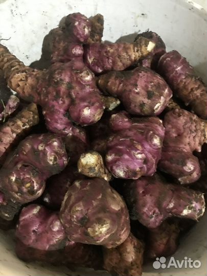 Топинамбур сорт Сиреник