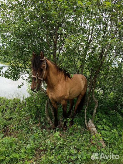 Лошадь жеребец