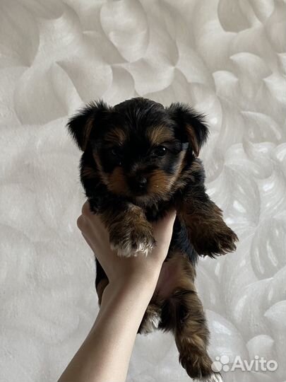 Йоркширский терьер