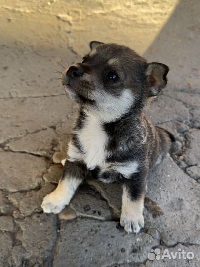 Щенок в добрые руки