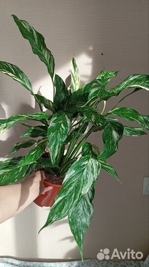 Экзотические комнатные растения