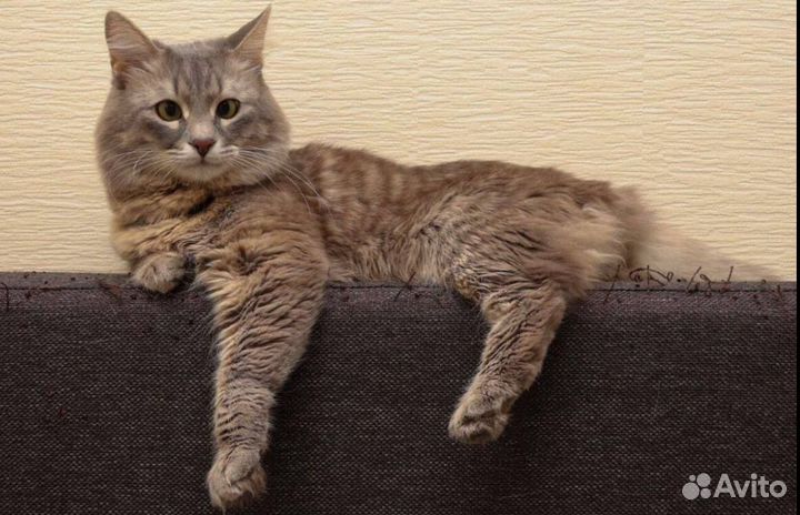 Передержка кошек