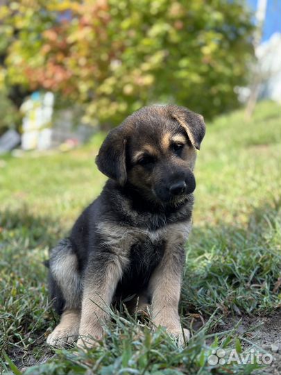 Щенки в добрые руки