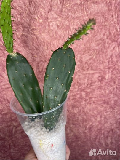 Opuntia bergeriana (Опунция)