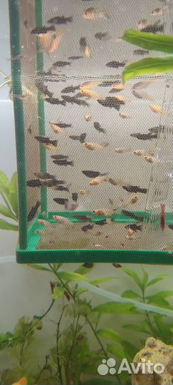 Рыбки молинезия