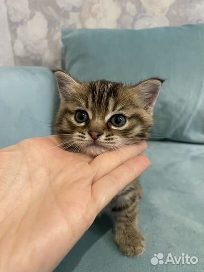 Котенок