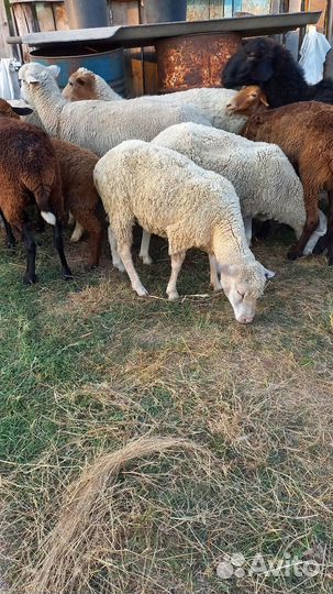 Овцы бараны