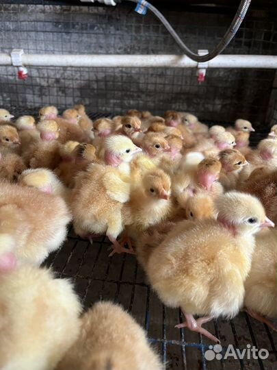 Белый бройлер, цыплята, цветной бройлер, индюки