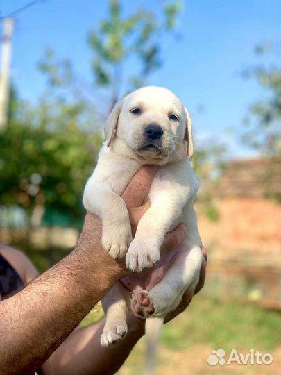 Щенки лабрадора палевые
