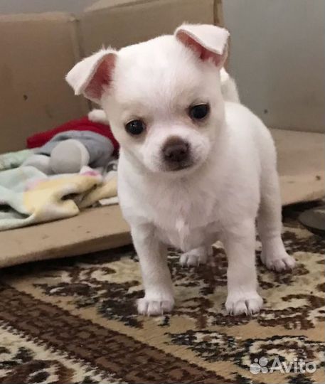 Вязка кобель чихуахуа