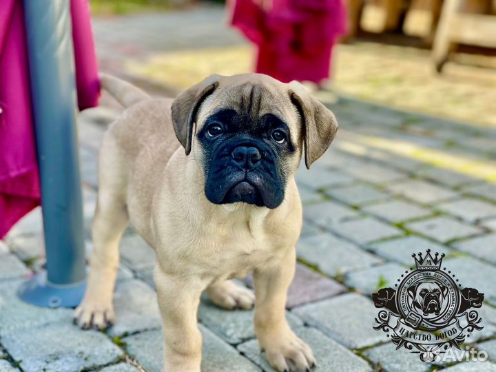 Щенок бульмастиф (девочка)