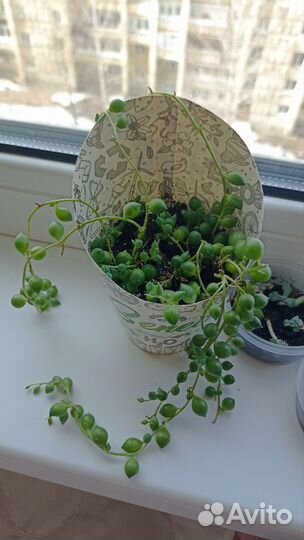 Суккуленты. Детки