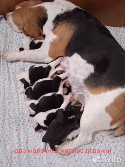 Щенки бигль