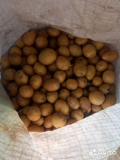 Продам картошку мел
