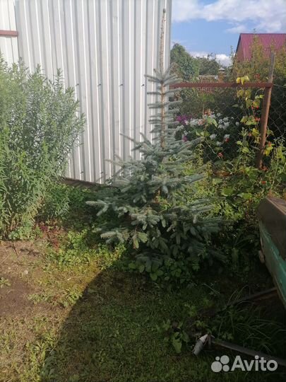 Голубая ель(карликовая)