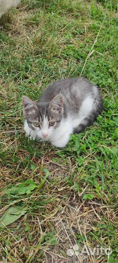 Котята отдам в добрые руки (с моей доплатой)