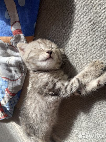 Котята