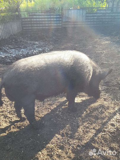 Хряк кабан
