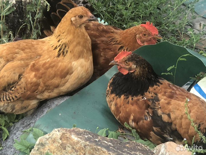 Продам кучинских петушков