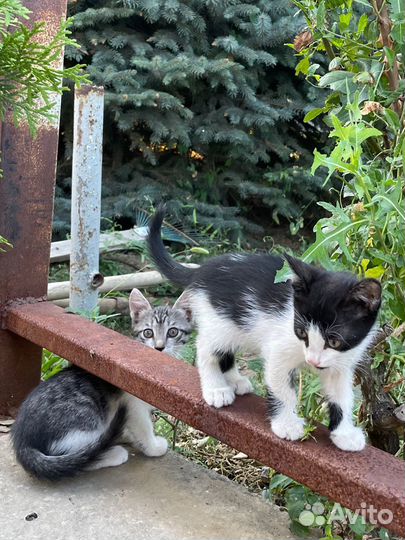 Кошка в дар бесплатно