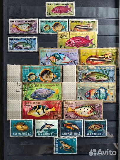 Марки фауна Рыбы Сан Морино и Эмираты