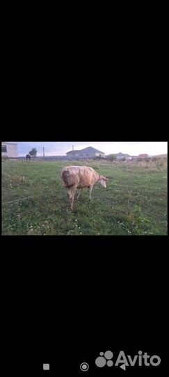 Корова ручная второй отель будет