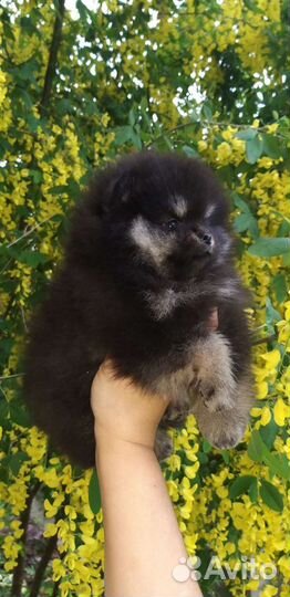 Померанский шпиц чп мишки