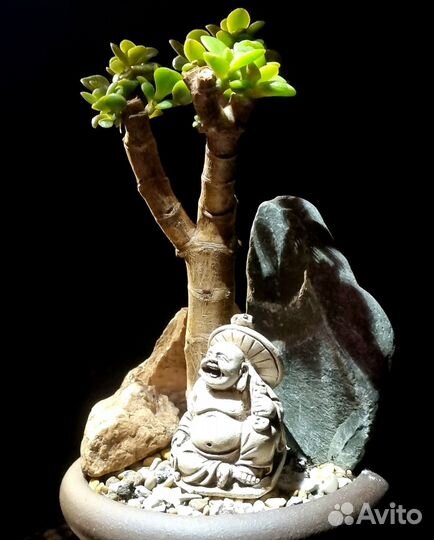 Бонсай Хотей в скалах. Денежное дерево, нэцке