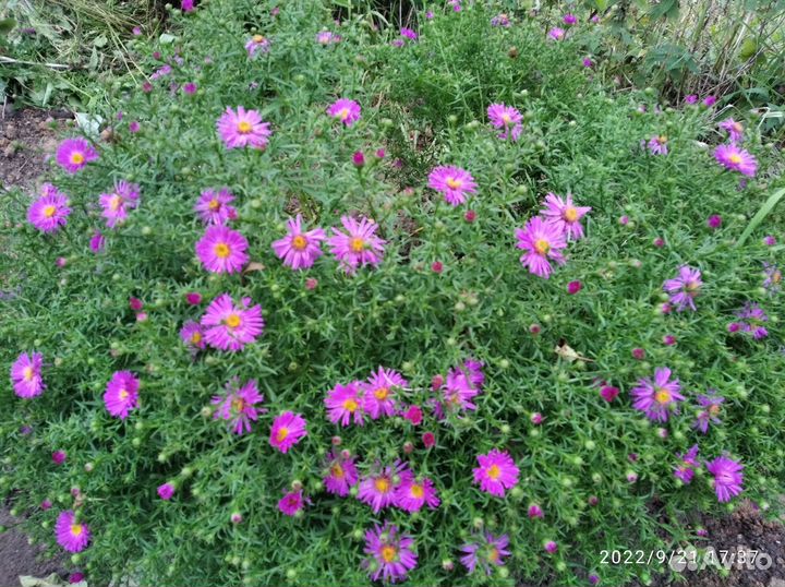 Садовые многолетники