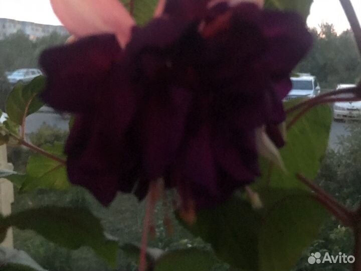 Фуксия редкая