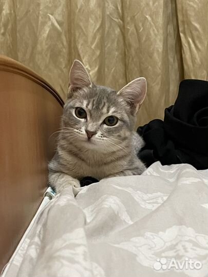 Отдам в добрые руки