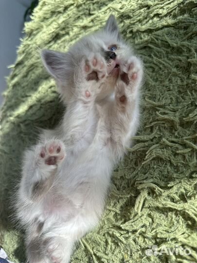 Котенок