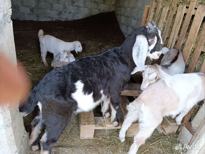 Дойные Зааненские и Нубийские козы и козлята