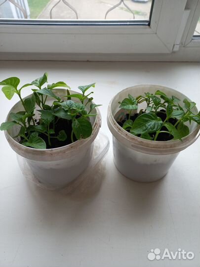 Продам рассаду сельдерея и перцев острых