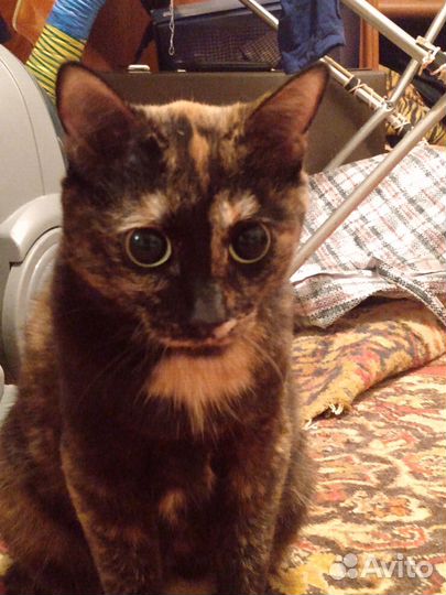 Кошка в дар